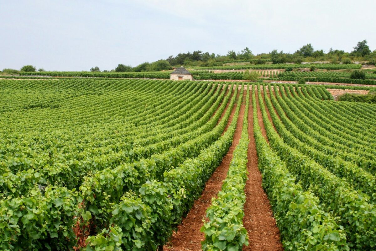 Sydafrika - Kapstaden, Stellenbosch och Franschhoek, 13-20 mars 2027