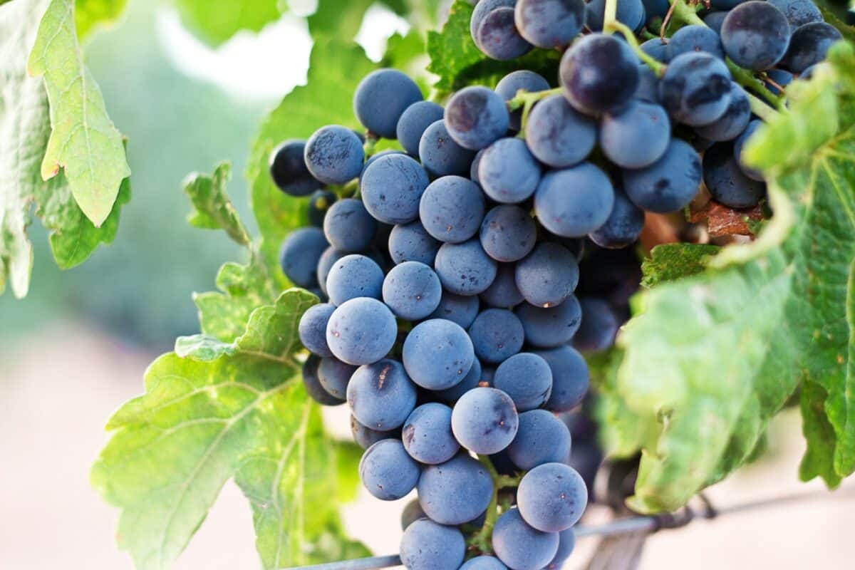 Pinotage druva