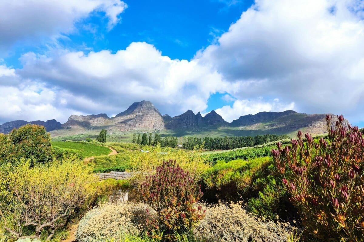Vinfält och berg i Cape Winelands i Sydafrika