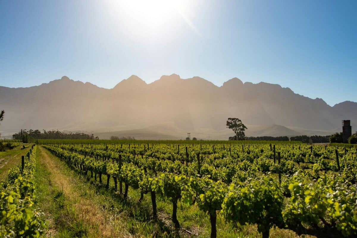 Gamla vinrankor och torra kullar i Swartland, Sydafrika