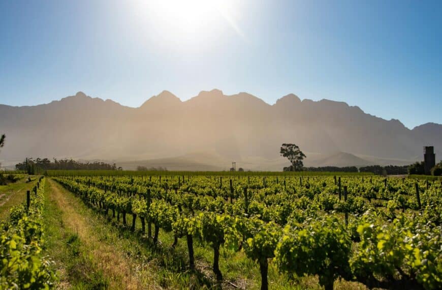 Gamla vinrankor och torra kullar i Swartland, Sydafrika