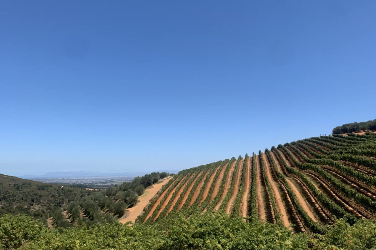 Pinotage odlas i flera av Sydafrikas vinregioner