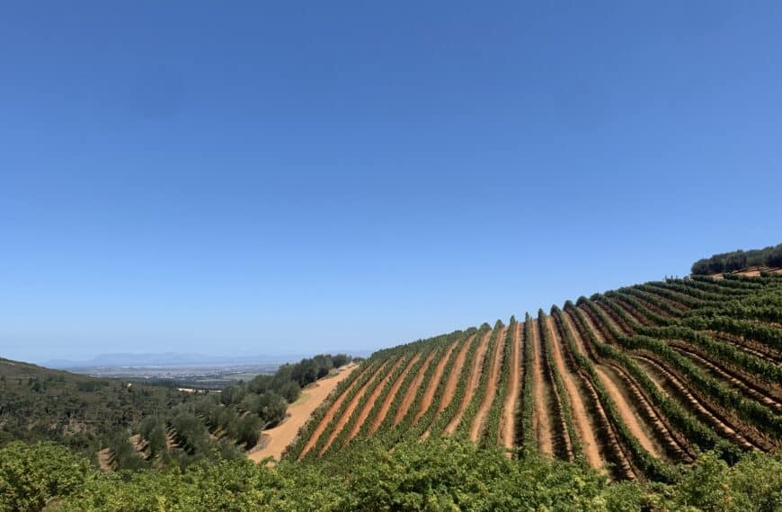 Pinotage odlas i flera av Sydafrikas vinregioner