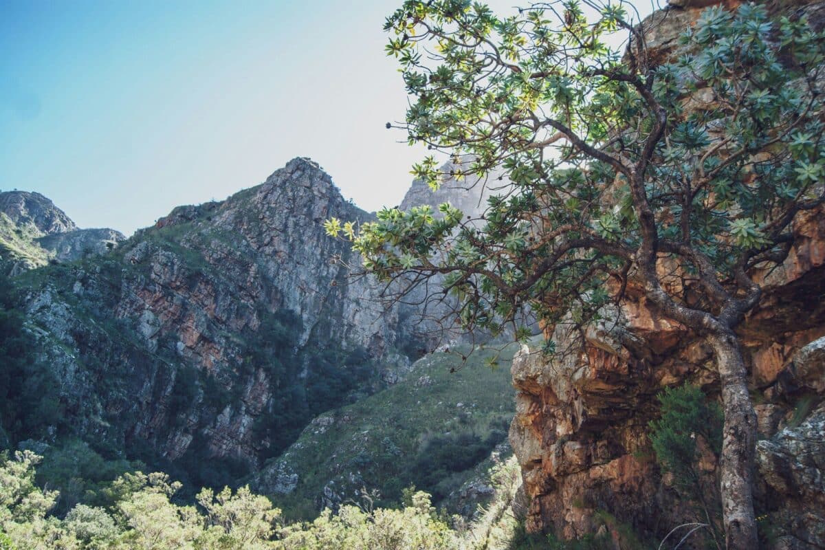 Vinodlingar i Paarl med Paarl Rock i bakgrunden