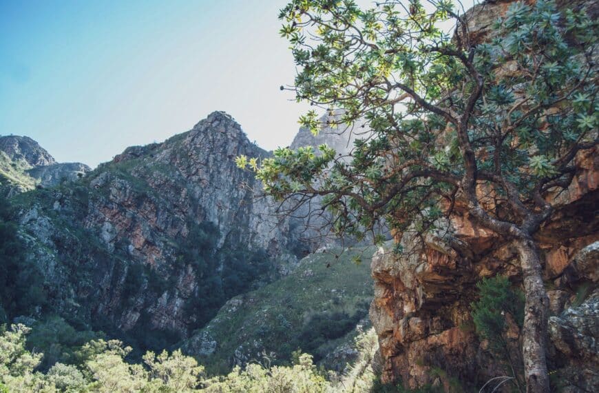Vinodlingar i Paarl med Paarl Rock i bakgrunden