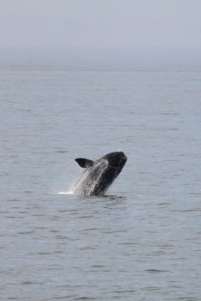 Val i Hermanus