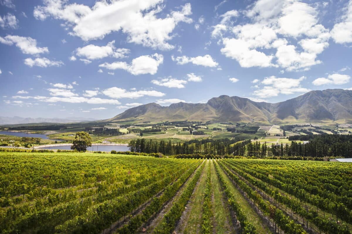 Hemel-en-Aarde vinregion i Hermanus med vingårdar och berg