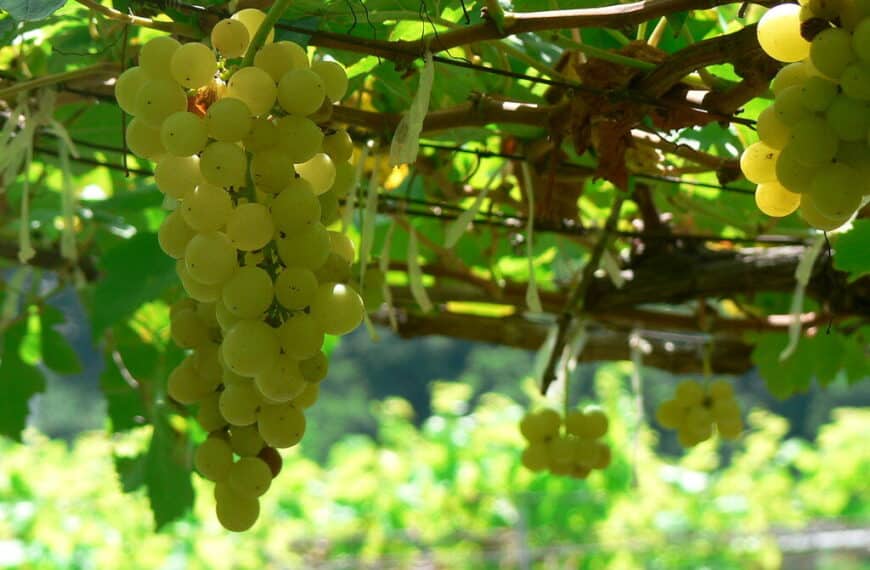 Gamla chenin blanc-stockar i Sydafrika