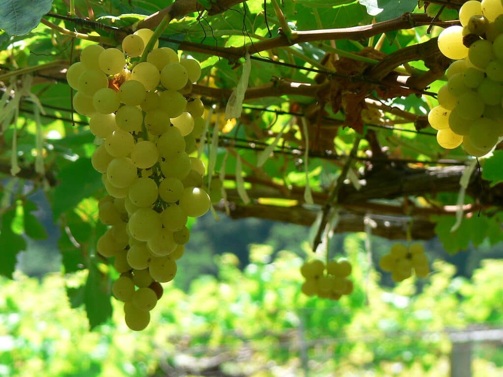 Gamla chenin blanc-stockar i Sydafrika