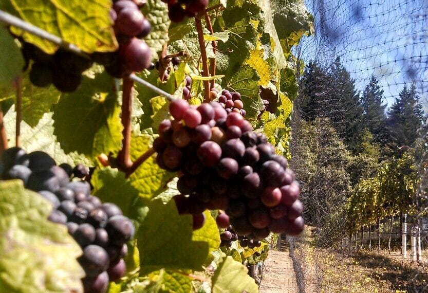 Pinotage druvklase
