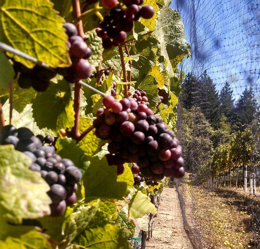 Pinotage druvklase